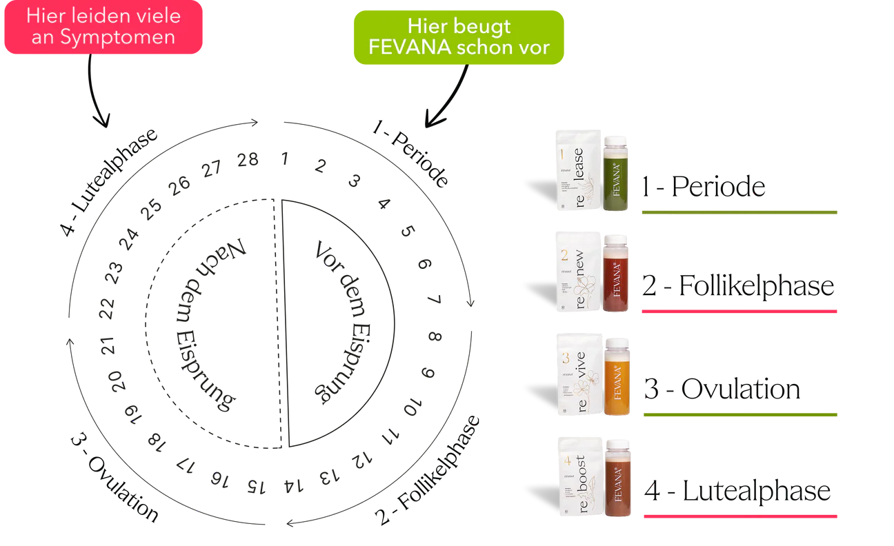 FEVANA Zyklusphasen – Periode, Follikelphase, Ovulation, Lutealphase